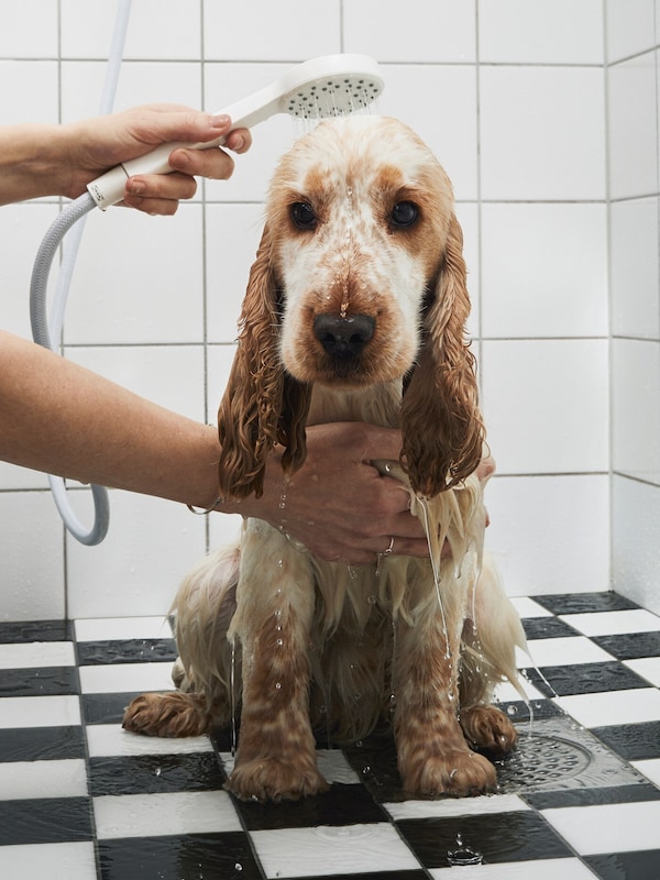 An unhappy spaniel puppy being rinsed with a hand shower while sitting on the black and white tiled floor of a bathroom.